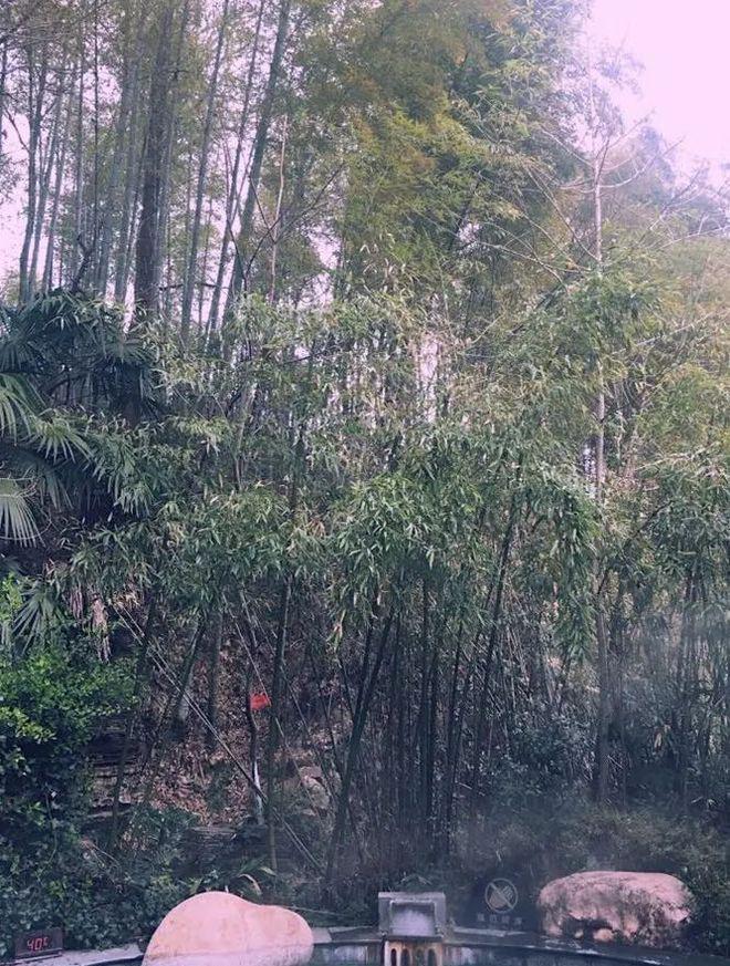 汤山温泉_温泉汤山温泉哪家最好_温泉汤山紫清湖温泉门票
