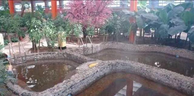 金孔雀温泉度假村_金孔雀温泉_金孔雀温泉有高档池吗